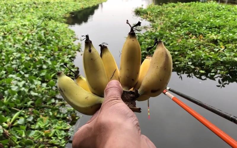 用香蕉钓鱼如何挂钩？香蕉可以钓鱼视频教程？