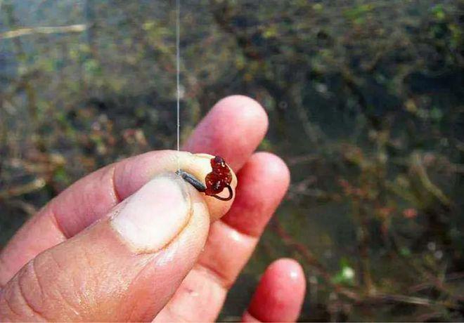 冬季钓鱼红虫如何使用，冬季钓鱼是用红虫好还是用饵料好！
